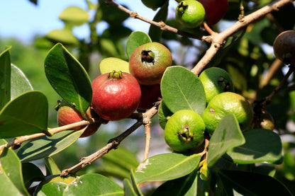 Guava Tree Live Plant, Red Guava Plant Live for Planting, 8 to 12 Long, Half Gallon Pot