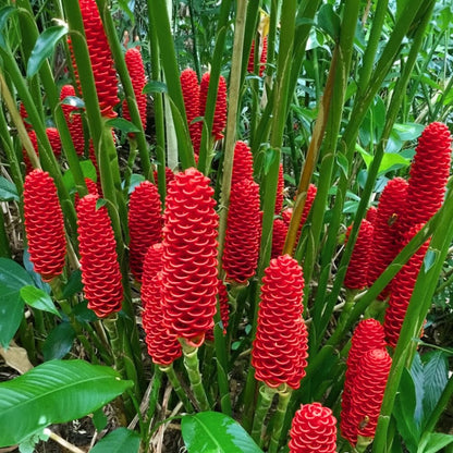 5 Shampoo Ginger Roots, Awapuhi Zingiber Zerumbet Fresh Ginger Rhizomes, Live Ginger Lily Perennial Garden