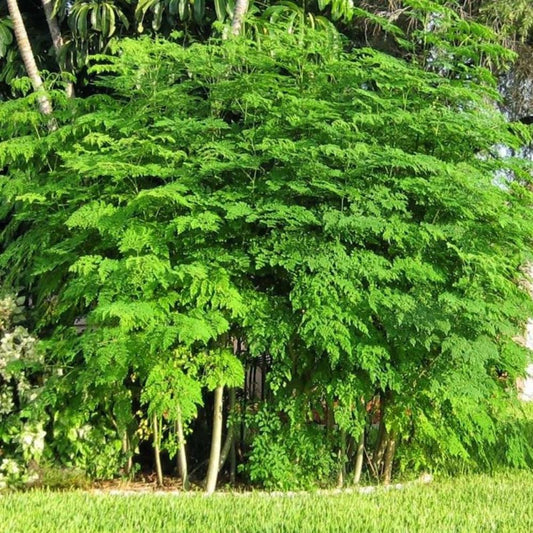 2 Moringa Tree Live Plants, Moringa Oleifera Starter Plants, Drumstick Tree, 5-7 Inch Tall, Fast Growing Ready to Grow for Outdoor Garden, Well Rooted