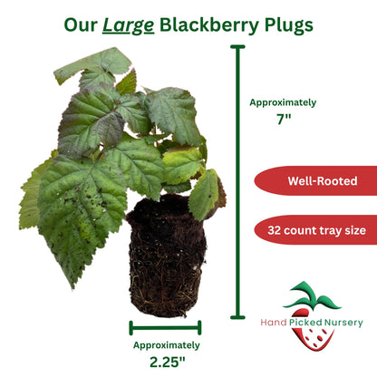 'Ouachita' Thornless BlackBerry Plants - Excellent Fruit Quality and Highly Adaptable - Large BlackBerry Plugs from Hand Picked Nursery (5)