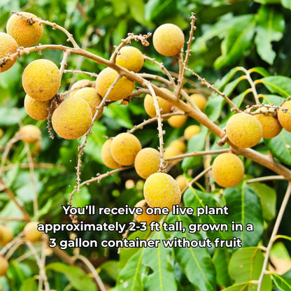 Longan Fruit Tree Live Plant, 2-3 Feet Height in 3 Gallon Container, Tropical Tree for Indoor Outdoor Planting and Home Garden Use, No Ship to CA