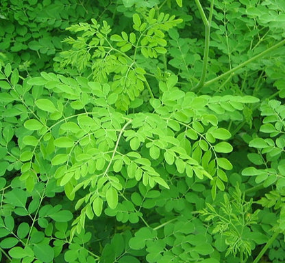 Live Plant - Moringa Oleifera Tree - 6-10" Tall - Drumstick/Horseradish/Benzolive Live Plant