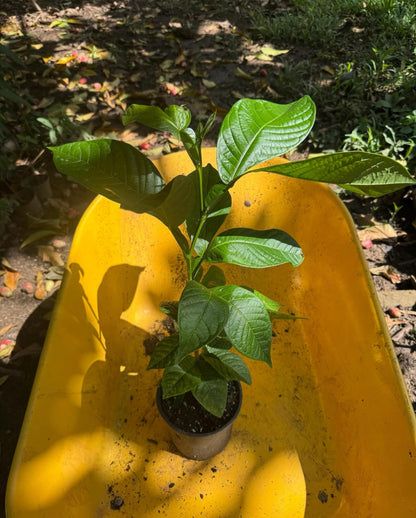 Big Jumbo Ice Cream Bean Tree (inga edulis) Guama Machete Tropical Fruit Live Tree Machete guama