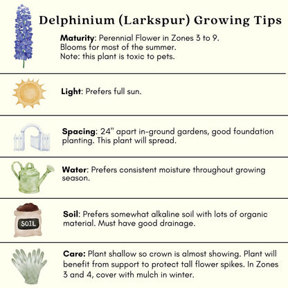 Clovers Garden Delphinium Blue Mirror (Larkspur) Plants – Two (2) Live Plants – Non-GMO - Not Seeds - Each 4" to 8" Tall – in 4" Inch Pots – Large Flower Spikes
