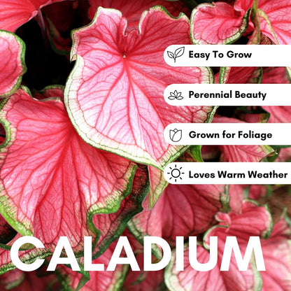 6 Crimson Sky Caladium Bulbs – Fancy Perennial Elephant Ear Plants for Shade Gardens, Containers, and Tropical Foliage Display - Bold Tropical Color (6 Bulbs)