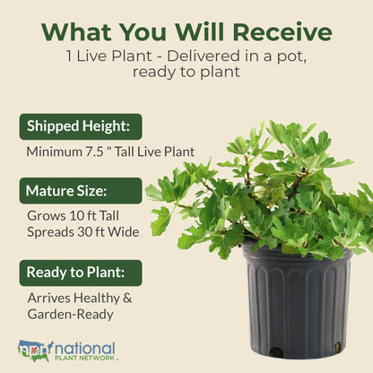 Black Mission Fig Plant - Sweet Year Round Harvest in 1 Gal Growers Pot - Grows Upto 10-30' - Easy to Grow Fruit Trees for Pots and Gardens (1 Count)