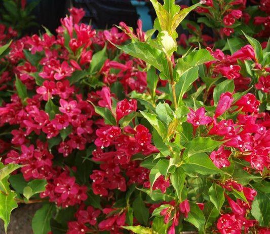 Live Plant - Ruby Red Weigela Shrub - Live Potted Plant - 6-12" Tall, 4" Pot - Weigela rubrun