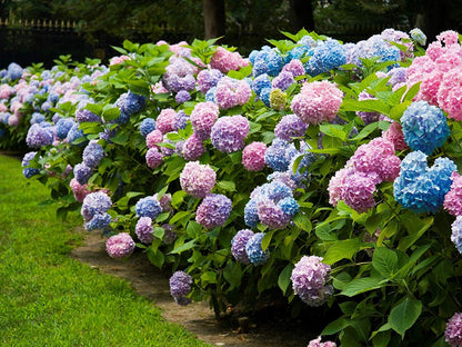 Brighter Blooms - Endless Summer® The Original Reblooming Hydrangea, 1 Gallon - No Shipping to AK, AZ, HI
