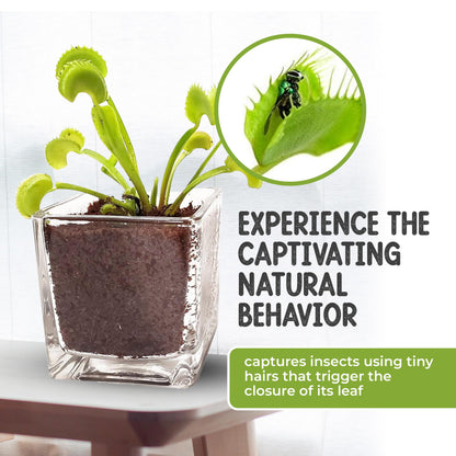 Venus Fly Trap Live Plant with 2.5" Classy Glass Cube Pot - Carnivorous Insect-Eating Plant - Carnivorous Plants Soil and Live Venus Flytrap