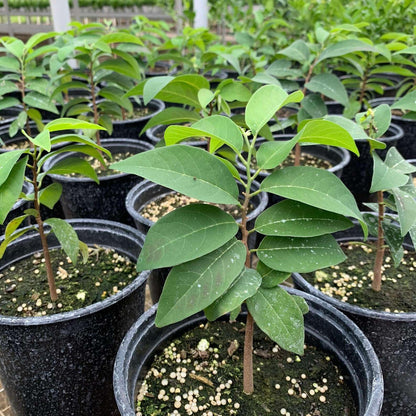 Live Plant - Red Sugar Apple (Annona Squamosa) Vibrant Live Fruit Tree 12”-24” Thriving