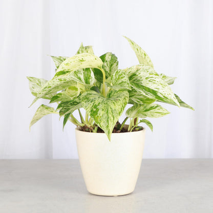 Thorsen's Greenhouse Marble Queen Pothos, Live Indoor Plant, Easy to Grow, Rare Variegated Houseplant, Natural Air Purifier, 4-inch Diameter Pot (Natural)