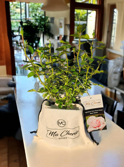 Unknown Ma Cherie Roses - New Dawn Climber - 1 Gallon Rose - Live Plant Ready to Plant