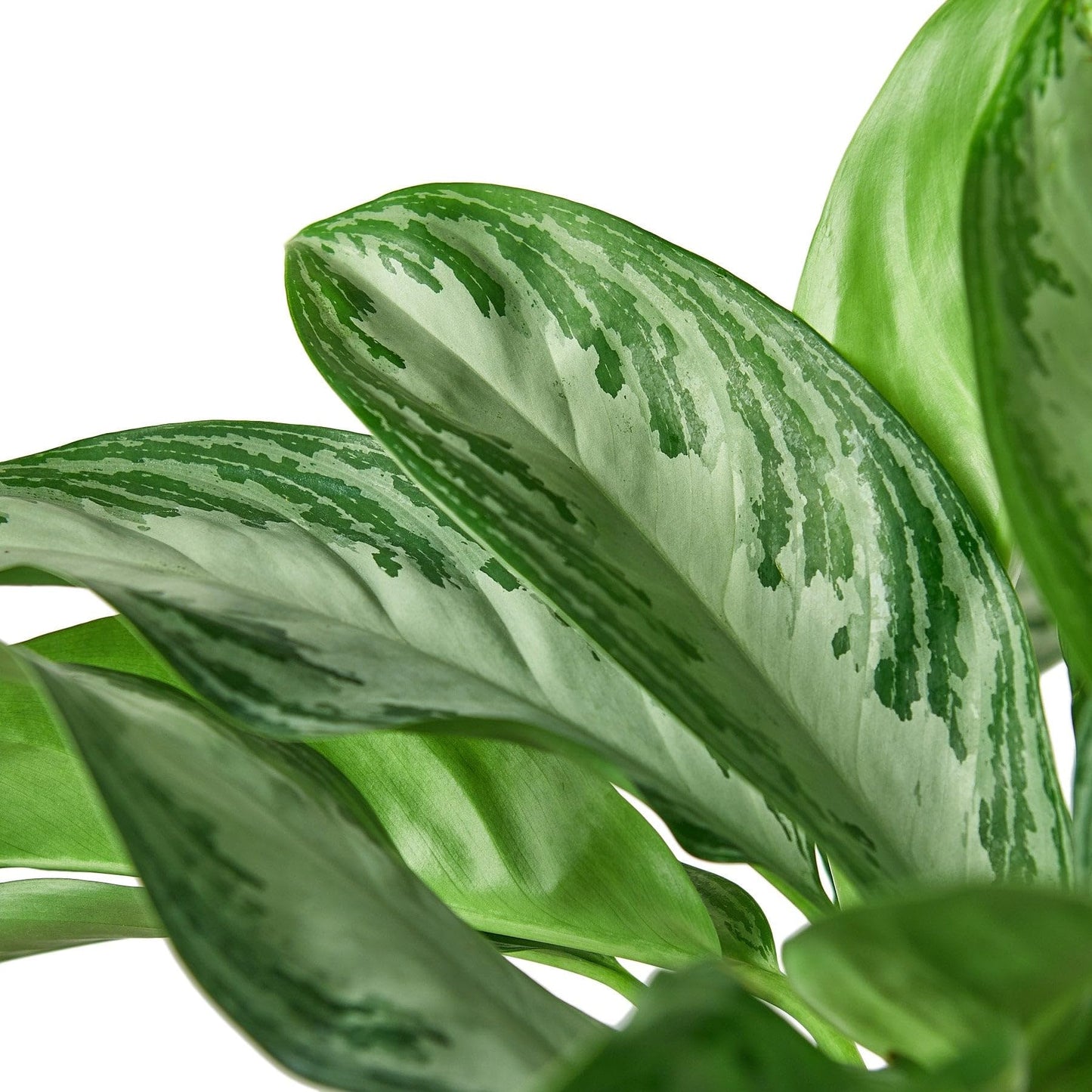 5 Pack Chinese Evergreen 'Silver Bay' in 6in Pot - Live Plants Tropical Houseplants | Variegated | USA Growers | The Snobby Leaf