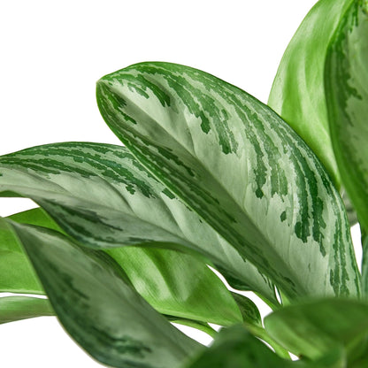 3 Pack Chinese Evergreen 'Silver Bay' in 6in Pot - Live Plants Tropical Houseplants | Variegated | USA Growers | The Snobby Leaf