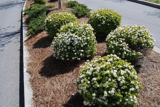Viburnum Densa | 3 Live Quart Size Plants | Viburnum Obovatum 'Densa' | Compact Evergreen Shrub | Low-Maintenance Privacy Plants for Landscaping