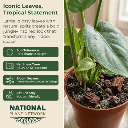 6 in. Swiss Cheese Plant Monstera Plant - Monstera Live Plant W/Large Glossy Split Leaves - Part Shade Monstera Houseplant for Office, Living Rooms, or Bedrooms & More (Includes Grower Pot)