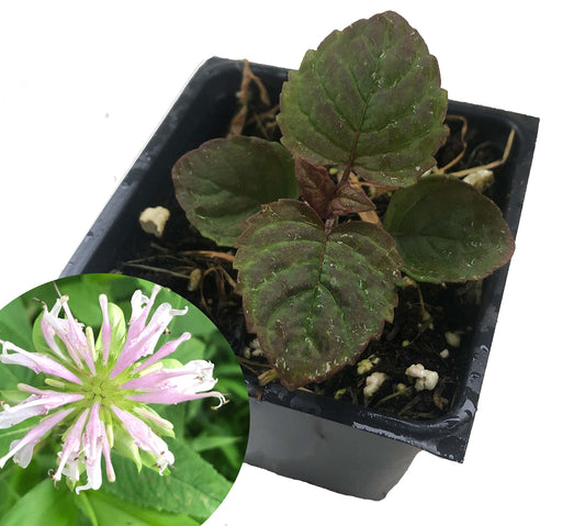 Smoke Camp Crafts Organic Native Bee Balm Live Plant (Monarda fistulosa) – Perennial Pollinator Plant in 2.5 Pot Purple Pink