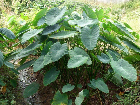 3 Jumbo Elephant Ear bulbs (Colocasia esculenta) Tropical Plant .