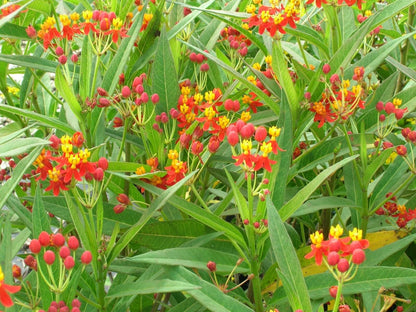 Live Plant - Red Milkweed Asclepias Curassavica Small Starter Plant Butterfly Host Plant!