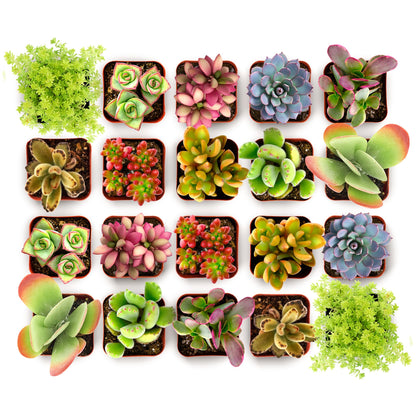 Shop Succulents Endless Summer Succulent Pack Collection - Live Mini Succulent Plants, Low Maintenance, Colors & Textures - Wedding and Party Favors, Gift & Garden, Pack of 32