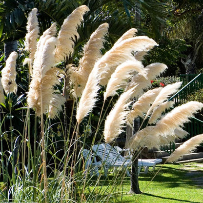 2 White Pampas Grass Plants Live, 5-9 Inch Tall, Ornamental Grass Live Plants for Outdoor Landscaping