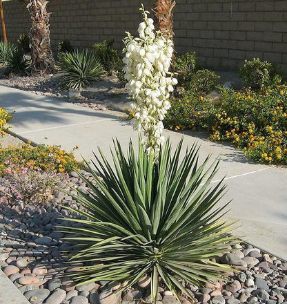 Generic Yucca Plant Adams Needle 20 Inches Tall Landscaping Plants Flowers Shrubs - 1 Plant, Green
