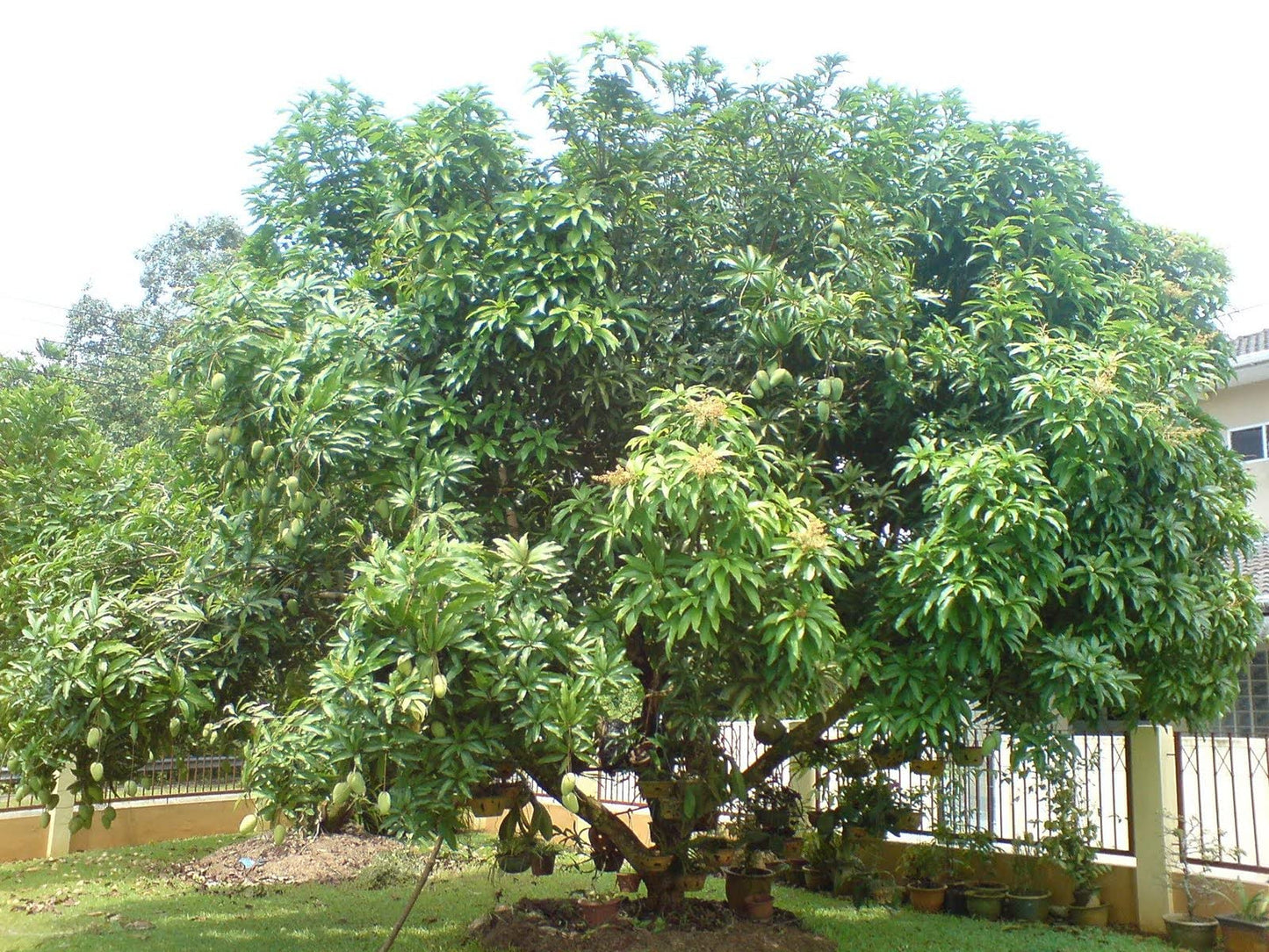 Mango Tree - Live Fruit Tree in a 3 Gallon Pot - Mangifera Indica 'Kent' - Tropical Edible Fruit Bearing Tree