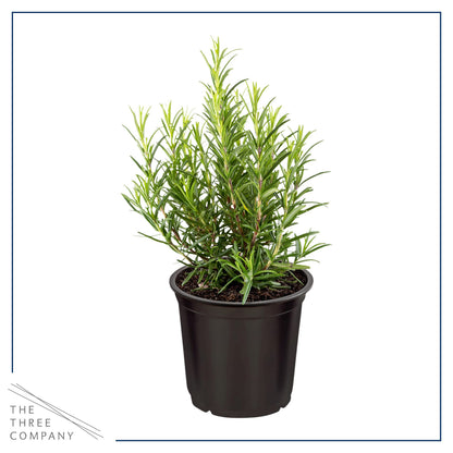 Live Aromatic and Edible Herbs - Assorted Varieties (4 Per Pack) - Lemon Verbena, Eucalyptus, Mint, Lavender - 6" Tall by 3" Wide in 1 Pint Pot