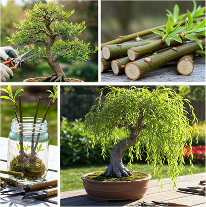 Weeping Willow Bonsai Tree Cutting to Grow – Live Indoor Plant for Home & Office Décor | Hand-Trained Miniature Tree with Elegant Cascading Branches | Easy Care Gift for Plant Lovers - Bonsai Material