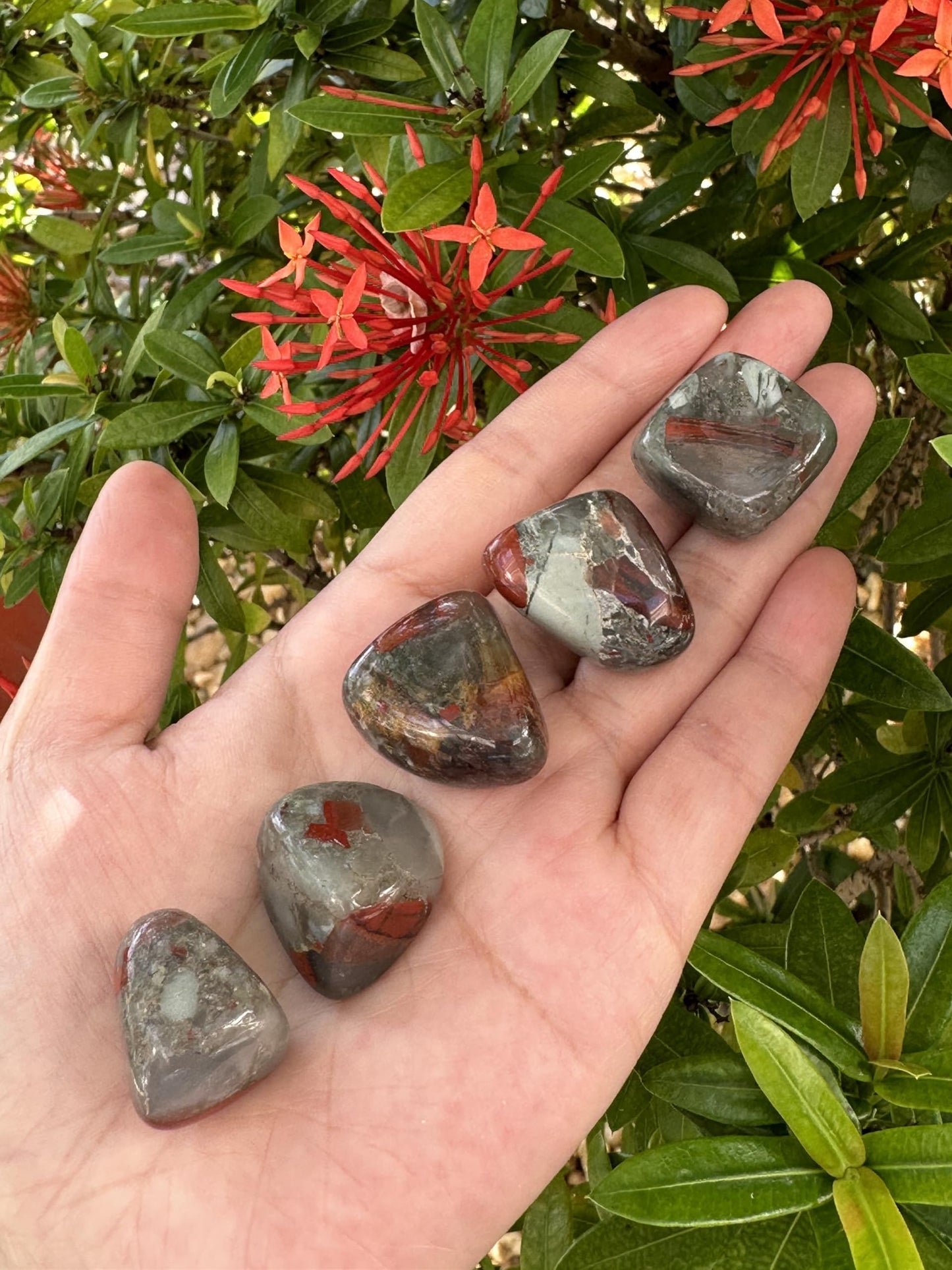 GAF TREASURES 5 Pcs African Bloodstone Tumbled Stones, Polished African Bloodstone Gemstone, African Bloodstone Healing Crystals (African Bloodstone)