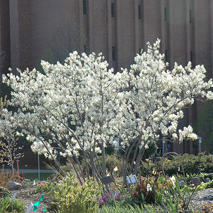 Autumn Brilliance Serviceberry, Four-Season Interest with Blooms and Berries, 1 gal. Nursery Pot, 1–2 ft Tree Height (Ships to 48 States Including CA & AZ)