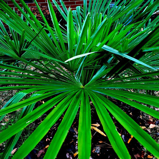 10 Seeds - Windmill Fan Palm Tree Seeds | Trachycarpus Fortunei Most Cold Hardy Palm Plant