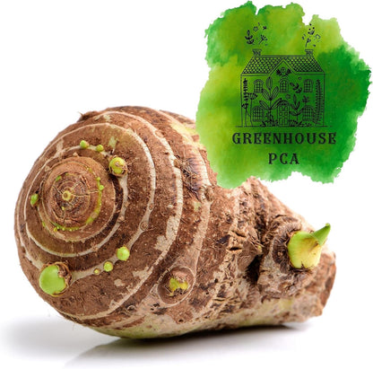 20 Green Elephant Ear Taro Bulbs - cocoyam, dasheen, eddo, Egyptian Ginger, IMO, kalo, colocasia antiquorum, IMO, Dalo, Taro