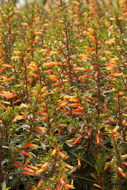 Live Plant - Candy Corn Cuphea Melvilla Starter Plant Attracts Hummingbirds & Butterflies