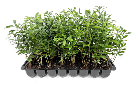 Wax Myrtle | 10 Live Plants | Myrica Cerifera | Fast Growing Shrub, Privacy Screen, Evergreen Foliage, Ornamental, Drought Tolerant, Low Maintenance, Garden Landscape