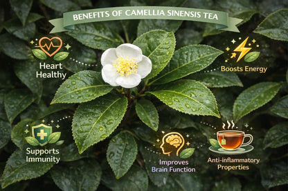 Camellia Sinensis Tea Plant | 10 Live Plants | Hedge Bush, Black, White & Green Tea Leaves, Indoor Outdoor Gardening, Aromatic Evergreen, Full Sun Shrub, Home Brewing