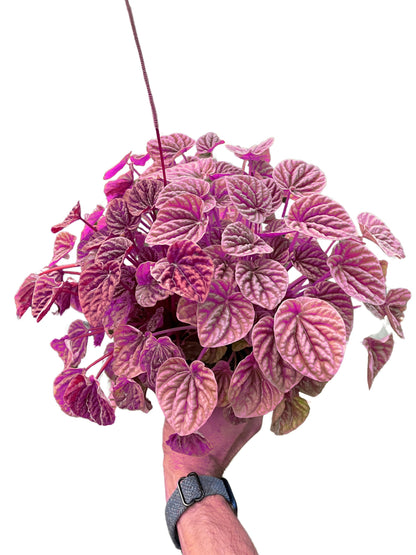 Peperomia 'Quito' in 4in Pot - Live Tropical Houseplant - Easy to Grow | Variegated | USA Growers | The Snobby Leaf