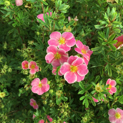 Proven Winners Happy Face Pink Potentilla (Dasiphora fruticosa) Live Plant, 4.5" Qt