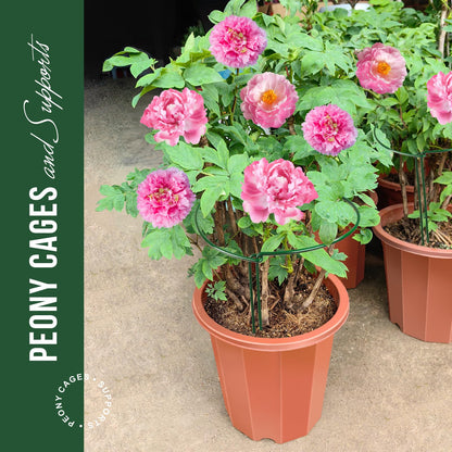 LEOBRO 6 Pack Plant Support Plant Stakes, Metal Peony Support, Garden Plant Supports, Plant Cage, Plant Support Ring, Plant Support Stakes for Peony, Tomato, Hydrangea, Indoor Plants, 9.8 W x 15.7 H