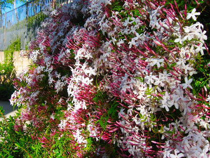 Live Plant - Pink Jasmine Jasminum Polyanthum Rooted Starter Plant Extremely Fragrant