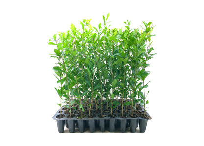Southern Live Oak Tree | Quercus Virginiana | 10 Live Plants | Durable Picturesque Shade Tree | Dark Green Foliage