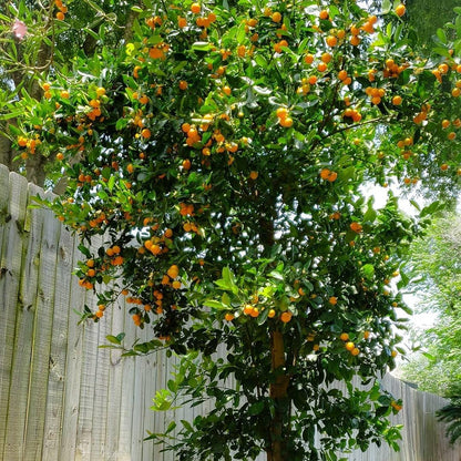80pcs Calamansi Fruit Seeds for Planting, Fresh Citrus Seeds for Home Garden, Outdoor, and Greenhouse Cultivation