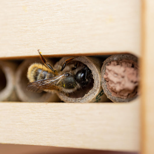 DIY Solitary Bee Hotel Kit – Make Your own Home for Wild Bees. Bee-Friendly Gift for Nature Lover. 190 x 215 x 70mm