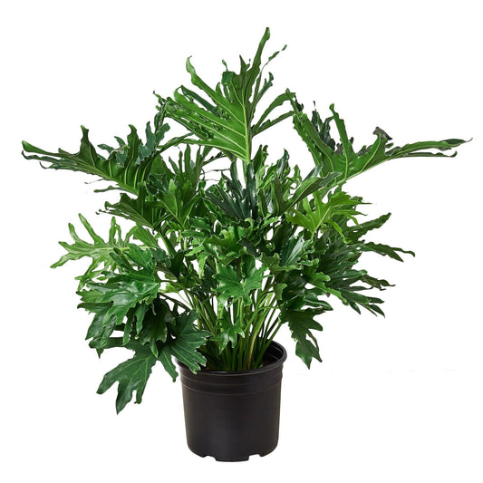 Philodendron ‘Lickety Split' | Live Plant for Indoor & Outdoor | for Living Room, Office, Bathroom | (8" Pot)