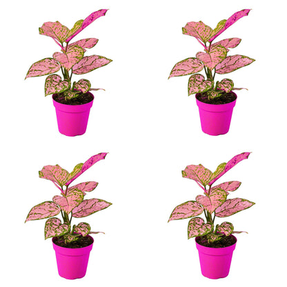 4 Pack Chinese Evergreen 'Lady Valentine' in 2in Pot - Live Plants Tropical Houseplants | Variegated | USA Growers | The Snobby Leaf