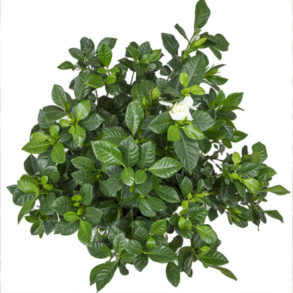 Gardenia Plant (1G), Cape Jasmine Plant Outdoor Plants, Fresh Flowers for Delivery Prime, Live Plants Indoor Plants Live Houseplants, Gardenia Plants Live House Plants Indoors Live by Plants for Pets