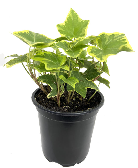 Golden English Ivy - Live Plant in a 4 Inch Pot - Hedera Helix - Beautiful Easy Care Indoor Air Purifying Houseplant Vine