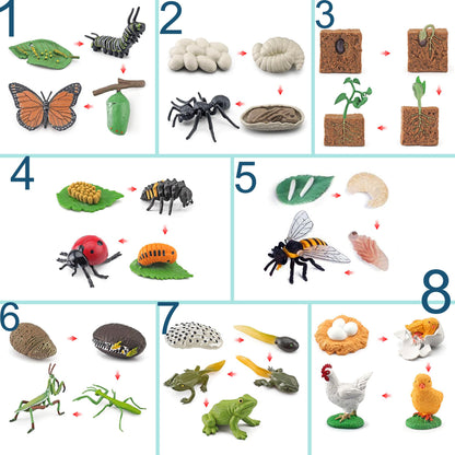 QuarenDen Life Cycle Animal Kit, 33 PCS, Montessori Toy, Realistic Figurine Set, Kids Animal Match Sets Game with Frog, Butterfly, Chicken, Learning & Educational Gift for Age 3+ Boy and Girl