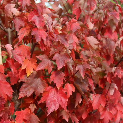 Live Plant - Sun Valley Red Maple Tree - Live Plant - 20-28" Tall - Gallon Pot
