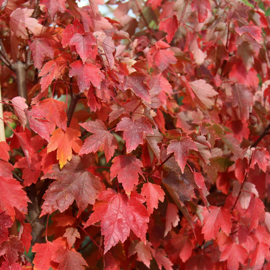 Live Plant - Sun Valley Red Maple Tree - Live Plant - 20-28" Tall - Gallon Pot
